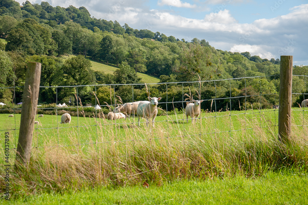 Sheep grazing in the English countryside.