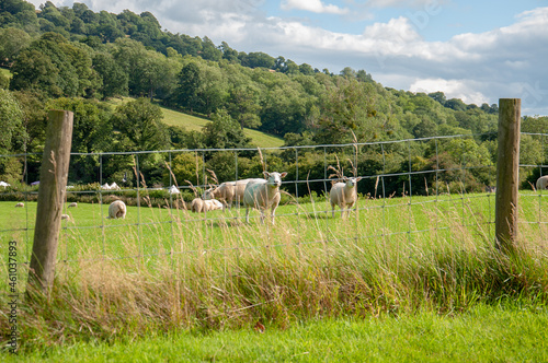 Sheep grazing in the English countryside.