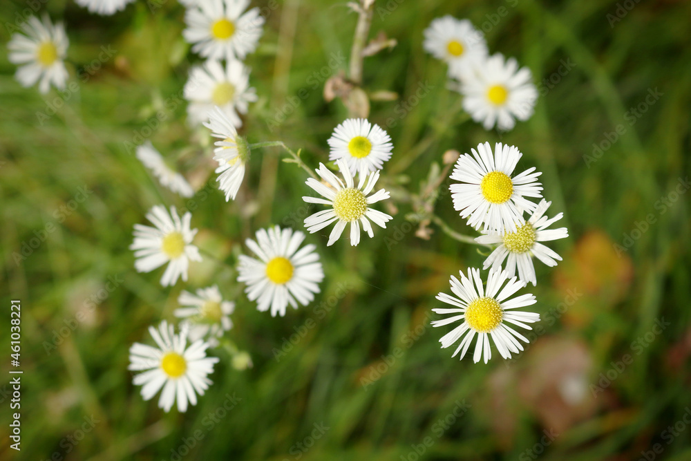 Erigeron annuus daisy flowers on bokeh blurred background Erigeron annuus daisy flowers on bokeh blurred background
