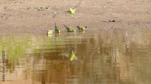 a slow motion front view of a budgerigar flock drinking at redbank waterhole near alice springs in the northern territory, australia photo