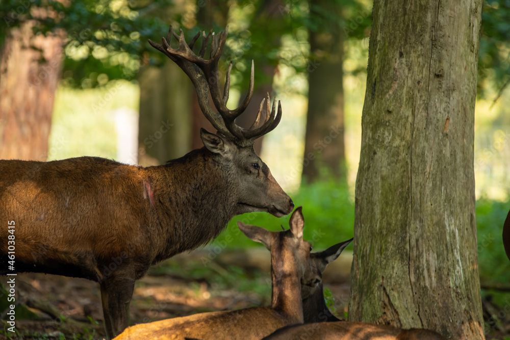 Red deer in a forest during rutting season. Red deer in a forest during rutting season.