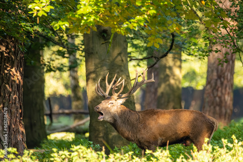 Fototapeta Naklejka Na Ścianę i Meble -  Red deer in a forest during rutting season.
