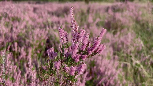 Beautiful purple heath close-up moved by the wind in September at the begin of fall. Steady shot. photo