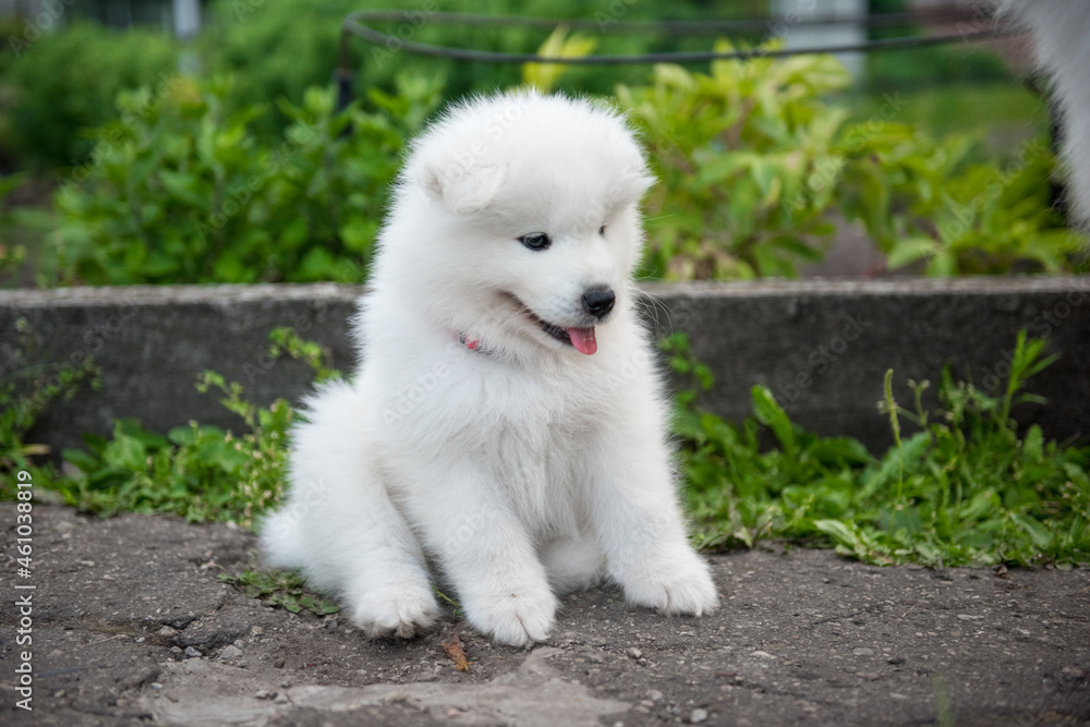 Funny Samoyed puppy in the summer garden on the road