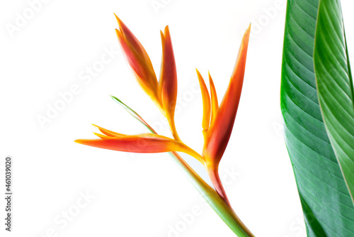 Heliconia psittacorum, beautiful yellow-orange flowers with long green leaves on white background, with clipping path