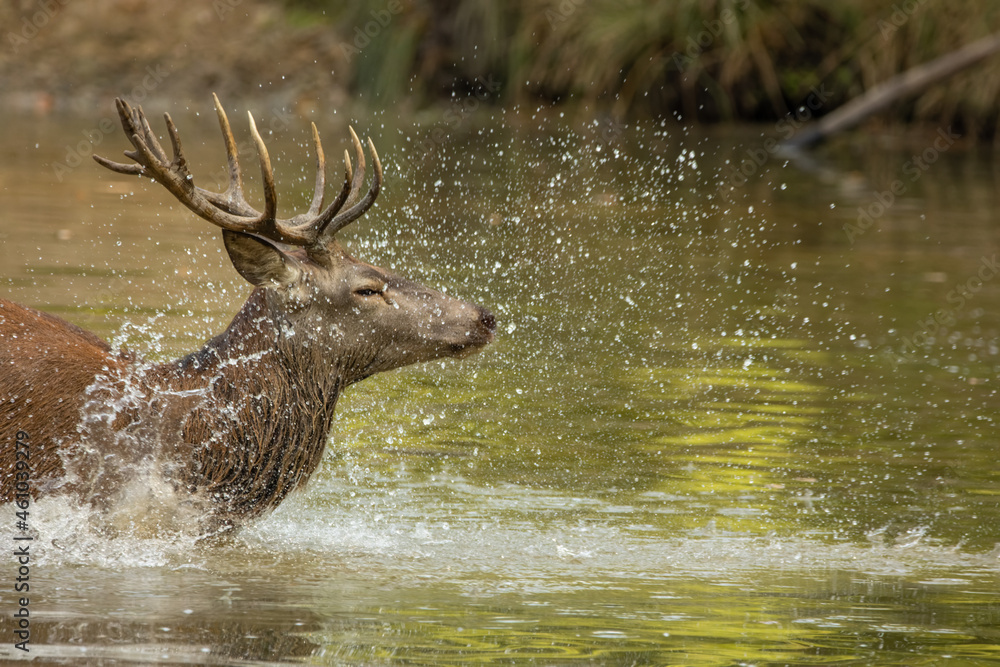 Red deer standing in a pond in a forest during rutting season at a cloudy day in autumn. Red deer standing in a pond in a forest during rutting season at a cloudy day in autumn.