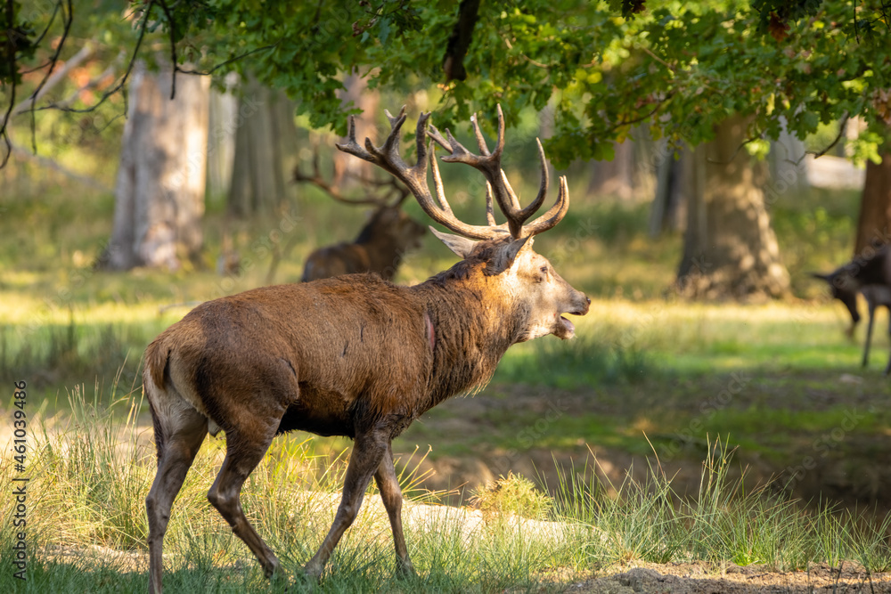 Red deer in a forest during rutting season. Red deer in a forest during rutting season.