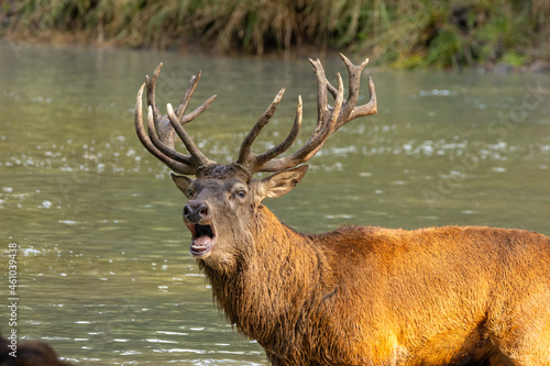 Red deer standing in a pond in a forest during rutting season at a cloudy day in autumn.