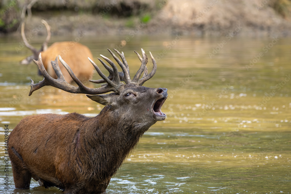 Red deer standing in a pond in a forest during rutting season at a cloudy day in autumn. Red deer standing in a pond in a forest during rutting season at a cloudy day in autumn.