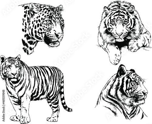 vector drawings sketches different predator   tigers lions cheetahs and leopards are drawn in ink by hand   objects with no background