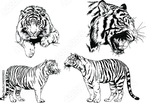 vector drawings sketches different predator   tigers lions cheetahs and leopards are drawn in ink by hand   objects with no background