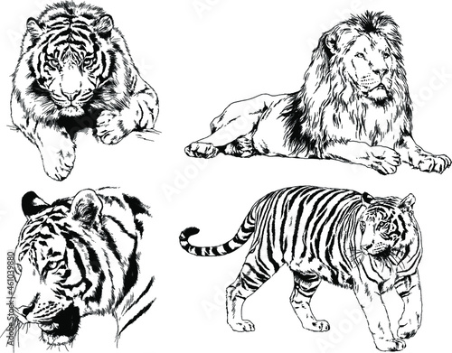 vector drawings sketches different predator   tigers lions cheetahs and leopards are drawn in ink by hand   objects with no background