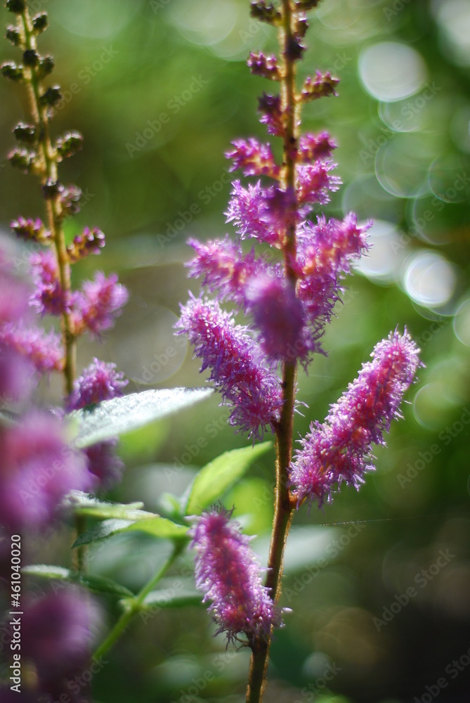 Obraz premium Pink flowers