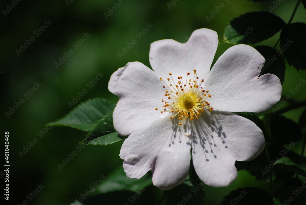 Flower of wild rose