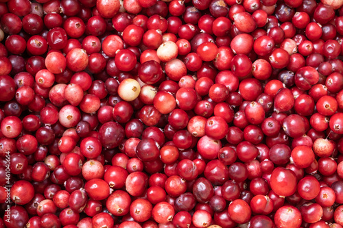 Red ripe beautiful cranberry as a natural background.