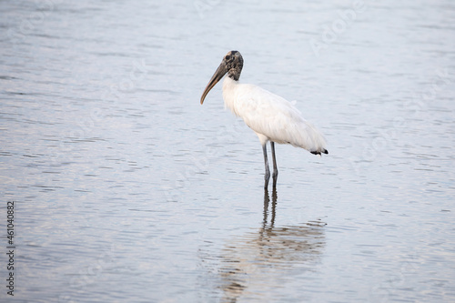 A single wood stork (Mycteria americana) standing in the shallow water of Guana Lake in Florida. 