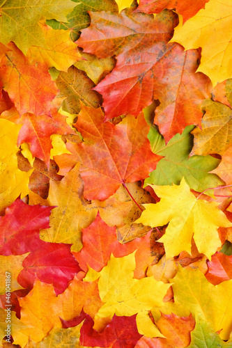 Autumn maple leaves background. Nature pattern.