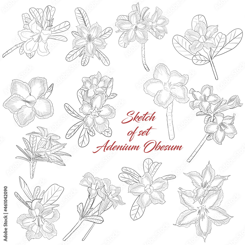 Sketch of set Adenium Obesum flower on white background