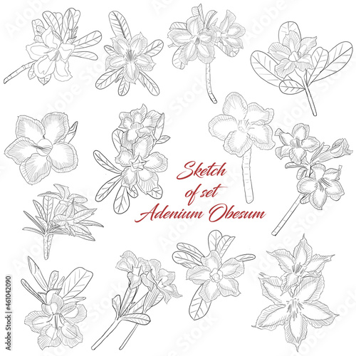 Sketch of set Adenium Obesum flower on white background