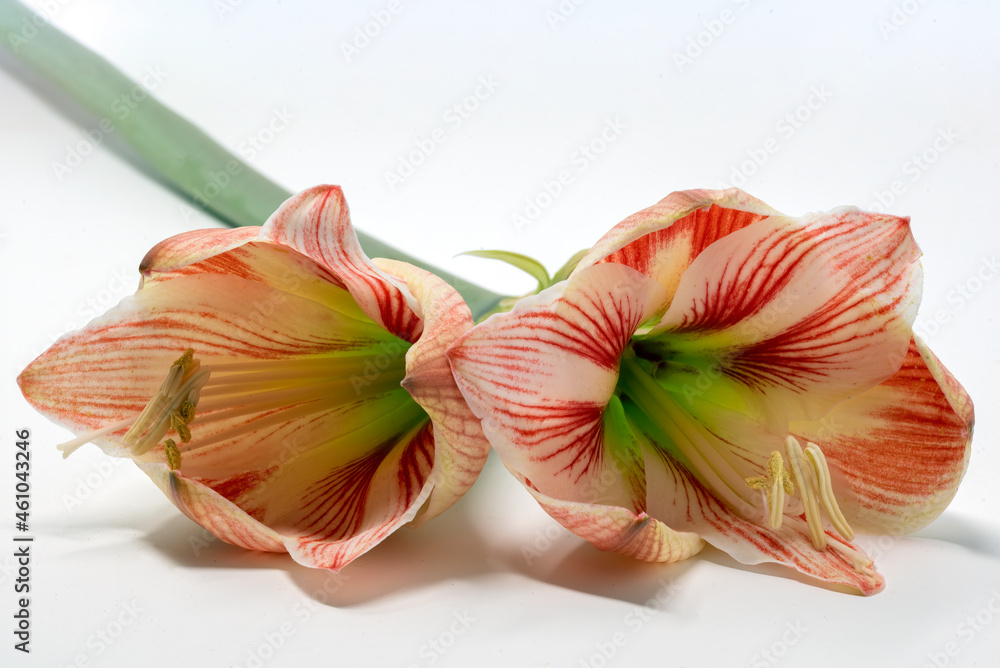 Amaryllis Amaryllis