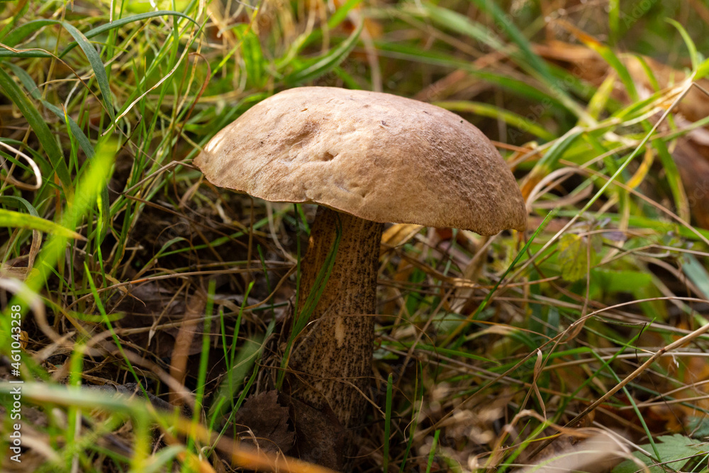 Delicious boletus mushroom Leccinum scabrum in the forest in autumn among the moss Delicious boletus mushroom Leccinum scabrum in the forest in autumn among the moss
