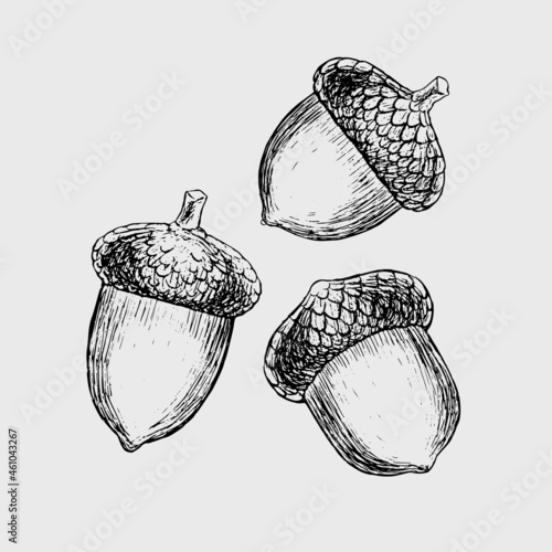 Acorns set Vector hand-drawn ink illustration Detailed engraving of acorn oak Realistic drawing of autumn oak nut Vintage retro fall acorn for decor Autumn mood Black and white vector illustration
