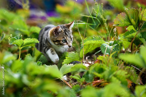 Tabby cat prowling through the undergrowth, Ireland photo