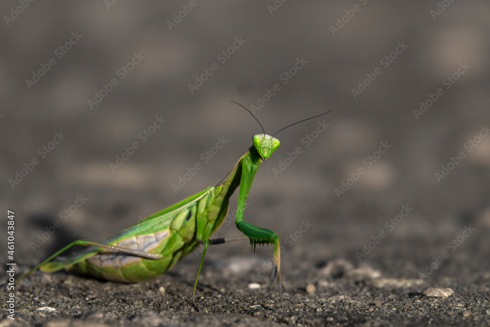 Mantis Mantis