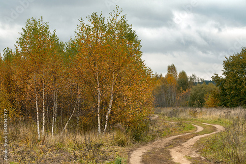 Autumn landscape with young birches. Dirt road between colorful autumn trees.