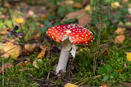 Mushroom Amanita muscaria, a red young mushroom grows in the forest in autumn. Poisonous hallucinogenic mushroom, treatment of worms for wild animals