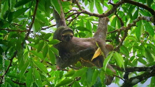 Brown-throated sloth - Bradypus variegatus species of three-toed sloth found in the Neotropical realm of Central and South America, hanging mammal found in the forests of South and Central America.  photo
