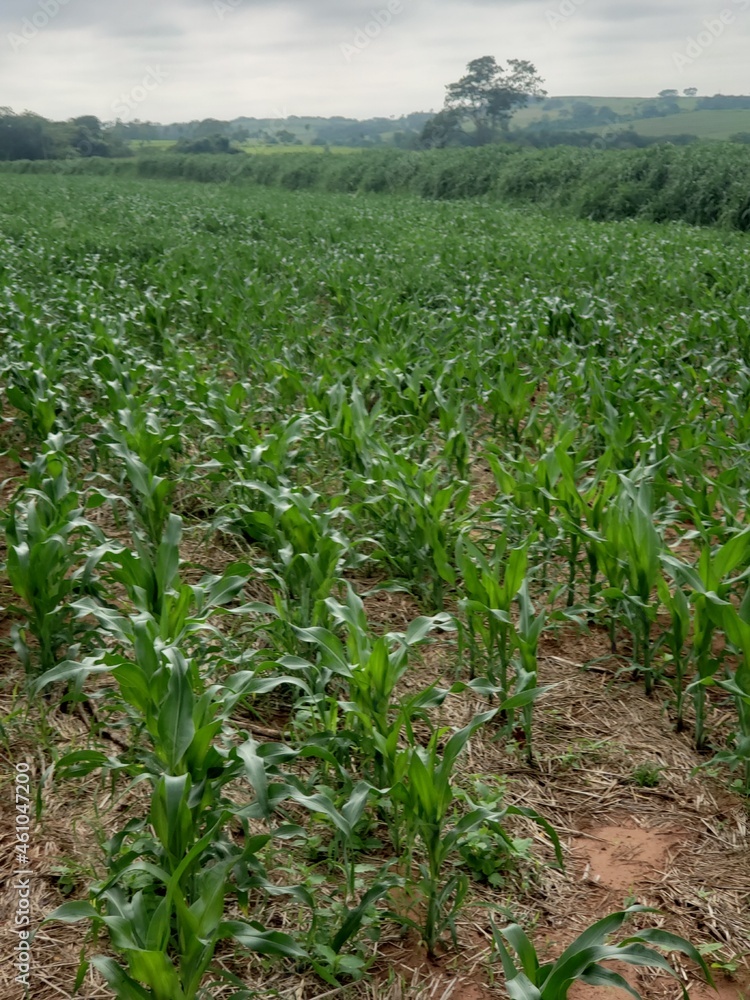 field of corn field of corn