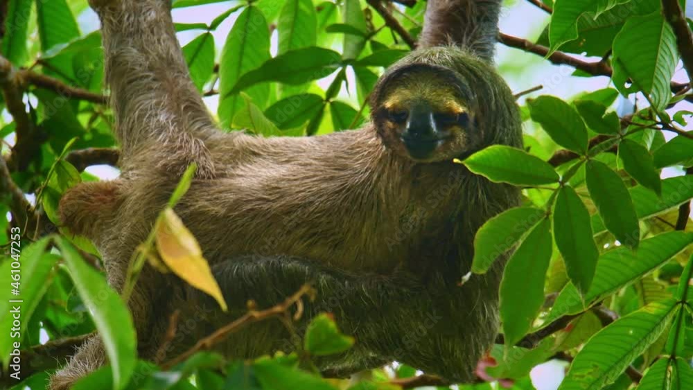 Brown-throated sloth - Bradypus variegatus species of three-toed sloth found in the Neotropical realm of Central and South America, hanging mammal found in the forests of South and Central America. Brown-throated sloth - Bradypus variegatus species of three-toed sloth found in the Neotropical realm of Central and South America, hanging mammal found in the forests of South and Central America.