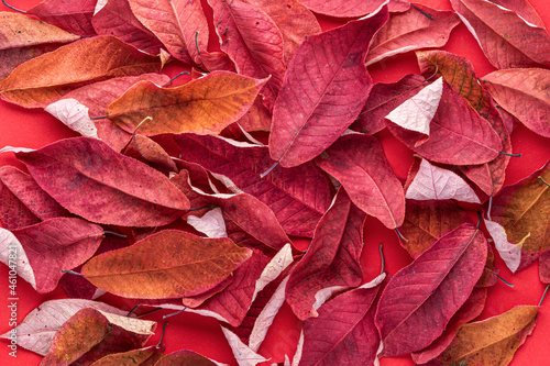 red dry autumn cherry leaves on a red background. autumn has come, abstract autumn background