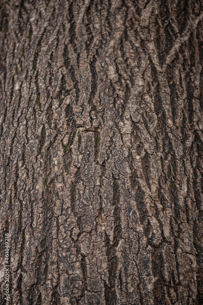 Brown tree bark background texture Brown tree bark background texture