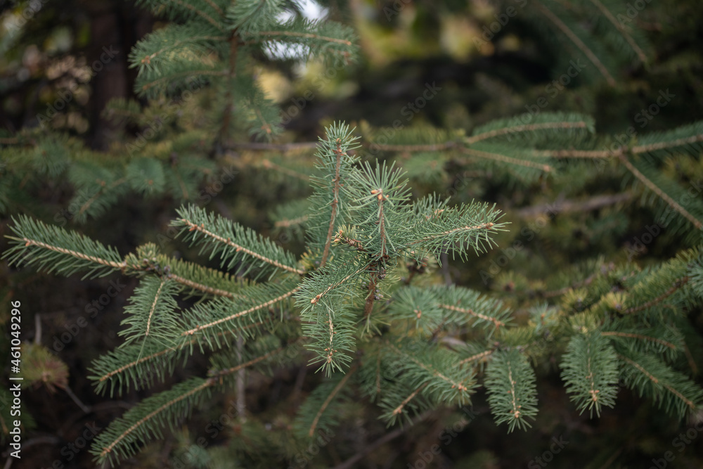 Coniferous tree spruce branches large