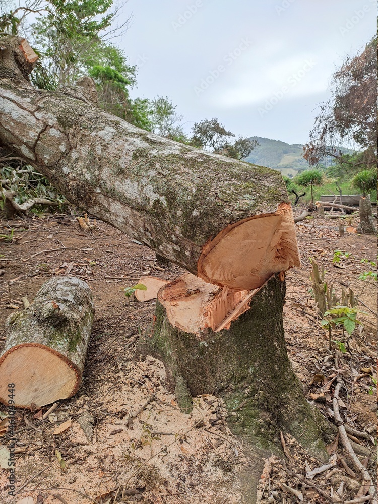 cut trunk cut trunk