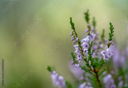 Beautiful blooming heathers, close-ups of flowers, macro photography