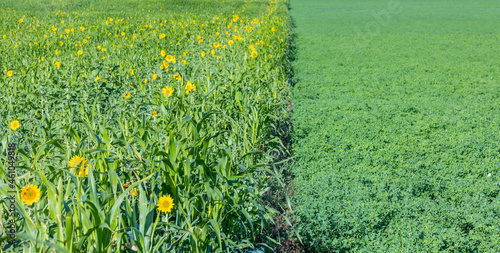 Close-up of a field of cover crops with sudangrass and blooming sunflowers next to a a field of alfalfa hay in the autumn. photo