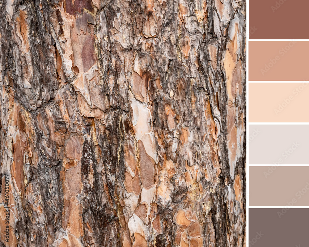 Color palette swatches of dark brown light beige texture of cracked bark of  coniferous pine tree. Pastel trendy combination of worm ground colors,  inspired by natural beauty. Wooden background pattern Photos