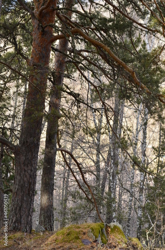 Fototapeta Naklejka Na Ścianę i Meble -  A group of pines in the autumn forest