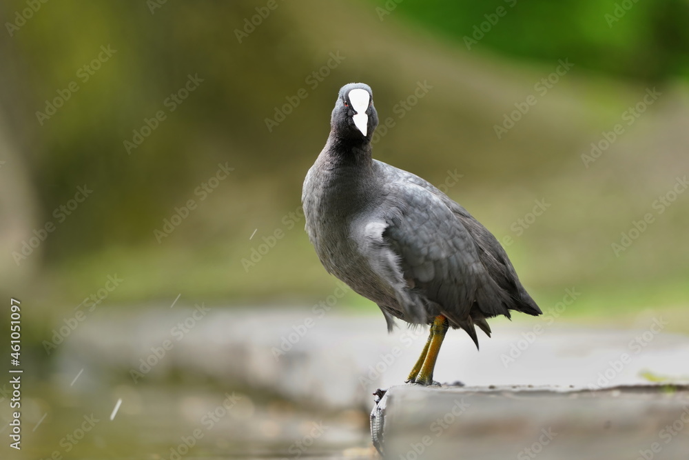 Obraz premium Eurasian coot (Fulica atra) on the nature habitat. Portrait of a black water bird.