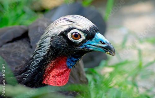 Red-throated piping guan Pipile cujubi close up photo
