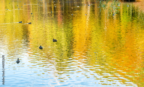 `Amazing yellow and orange reflection of autumn nature : ducks swimming .