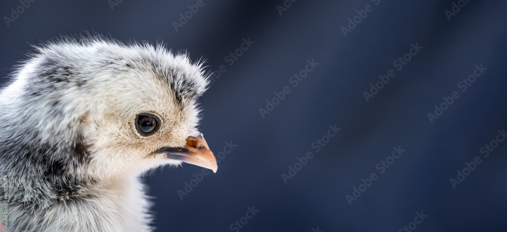 Close up macro photography baby white Appenzeller chick on dark blue background. Close up macro photography baby white Appenzeller chick on dark blue background.