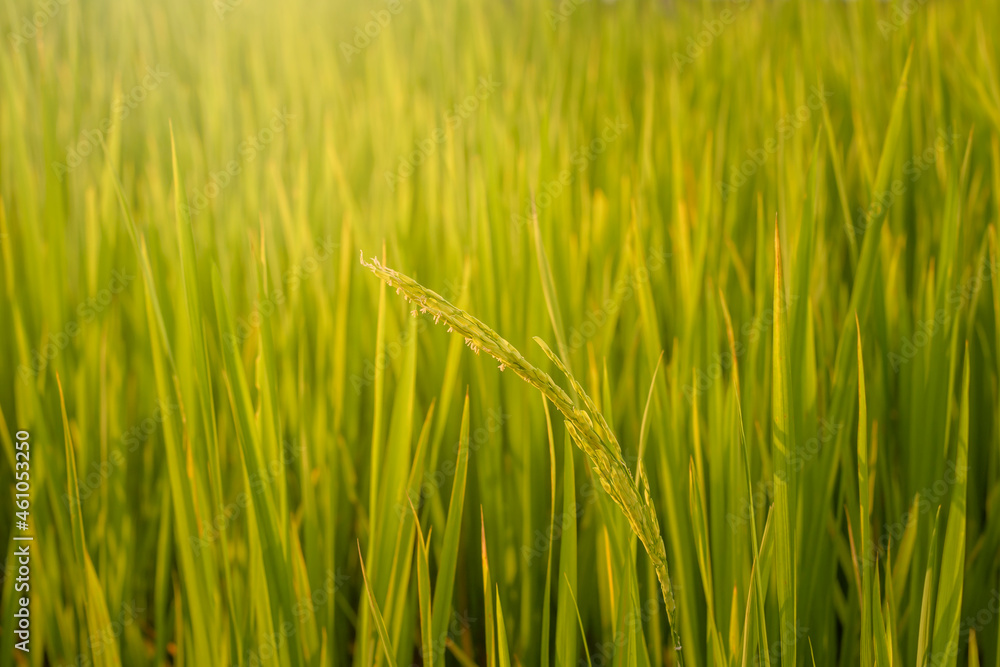 Beautiful Closeup Thai rice seeds in ear of paddy Beautiful Closeup Thai rice seeds in ear of paddy