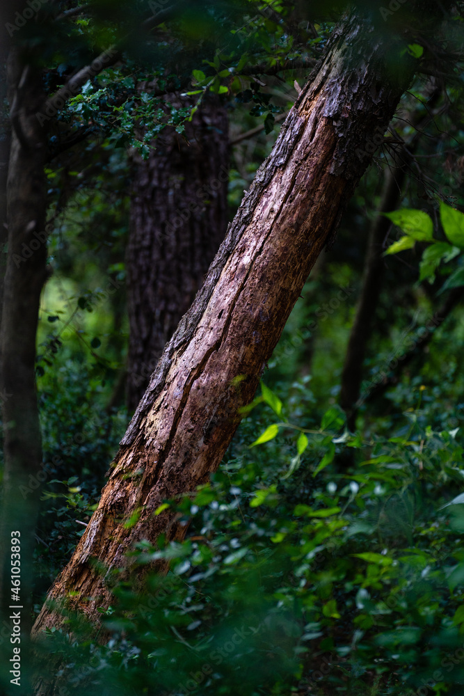 reddish trunk without bark in deep forest, Catalonia, Spain reddish trunk without bark in deep forest, Catalonia, Spain