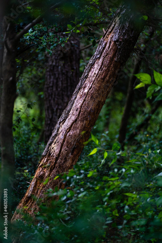 reddish trunk without bark in deep forest, Catalonia, Spain