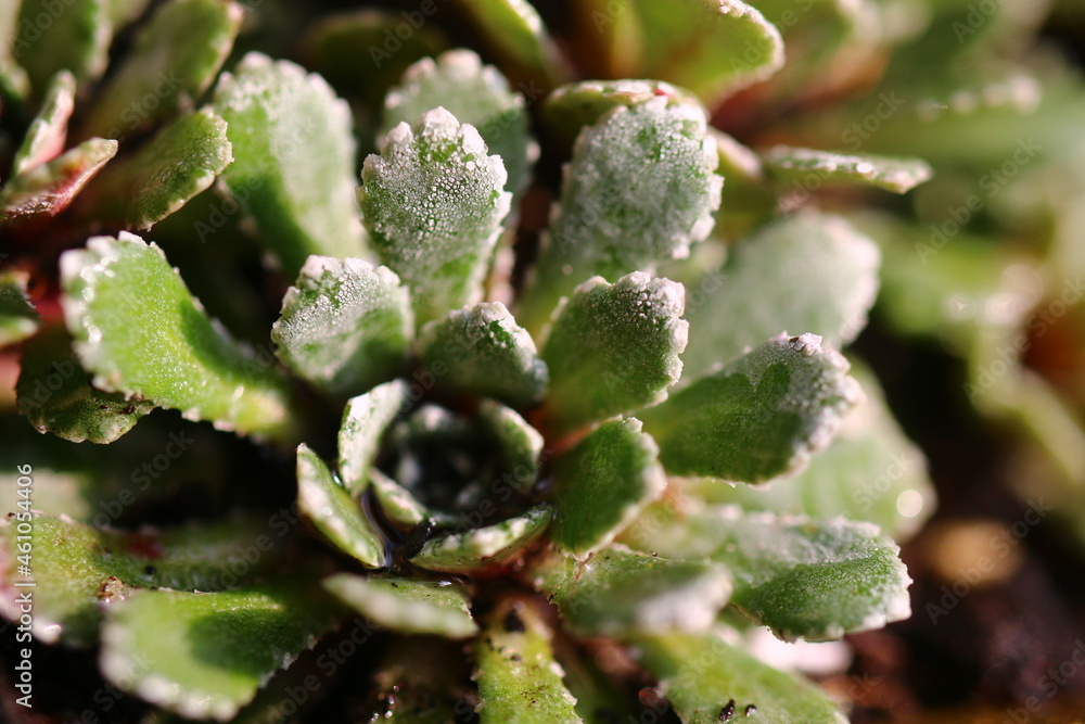 Skalnica Rubra saxifraga Skalnica Rubra saxifraga