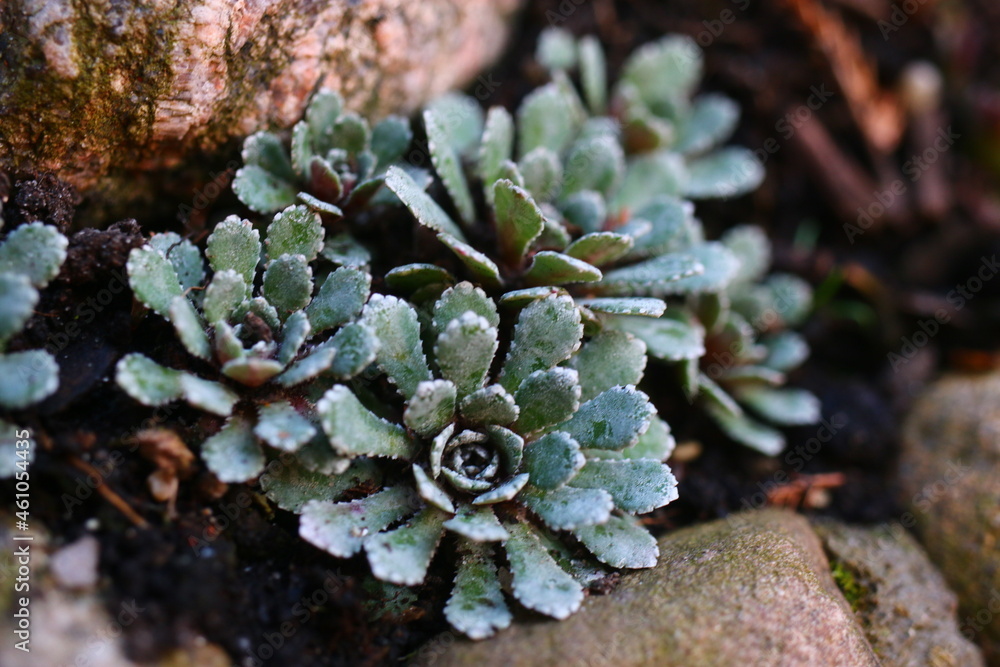 Skalnica Rubra saxifraga